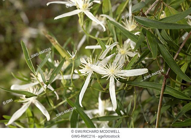 CLEMATIS LINEARIFOLIA