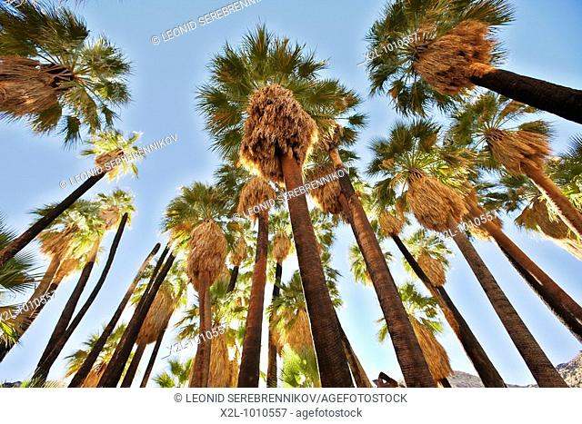 Palm trees in Palm Canyon  Palm Springs, California, USA