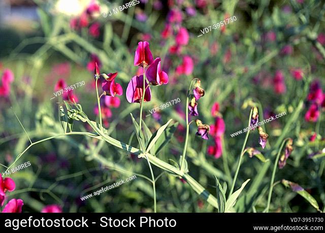 Perennial peavine (Lathyrus latifolius) is a climbing perenneial herb native to central and southern Europe