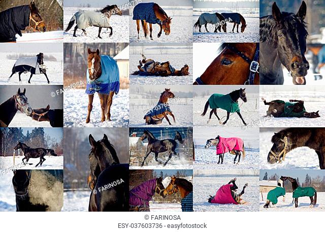 Collage of winter pictures. Horses playing in snow