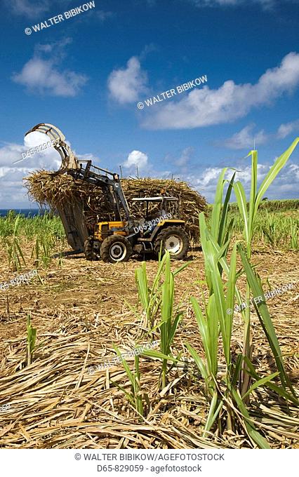 Sugar cane field, Saint-Philippe, South Reunion, Reunion island, France