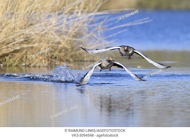 Greylag Goose, Anser anser, two goose in flight