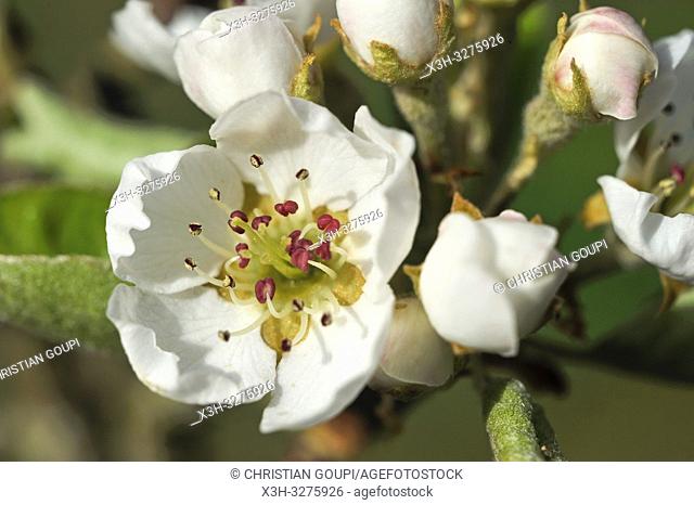 Pear tree in flower (Pyrus communis), Eure-et-Loir department, Centre-Val de Loire region, France, Europe