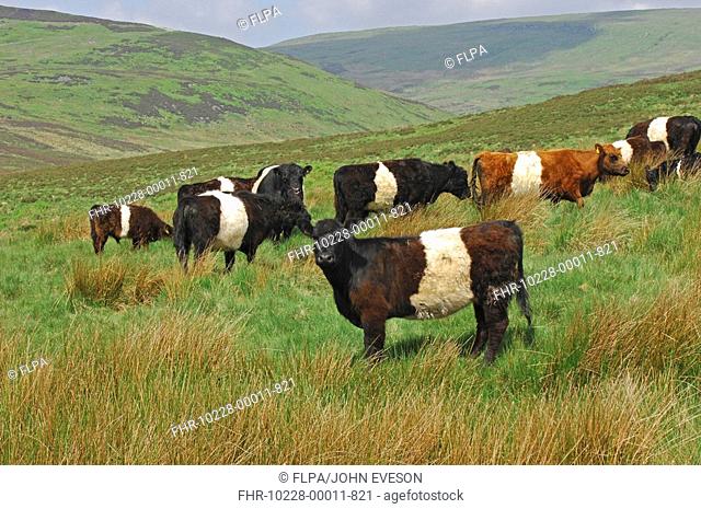 Domestic Cattle, Belted Galloway, herd, standing in upland pasture, near Slaidburn, Lancashire, England