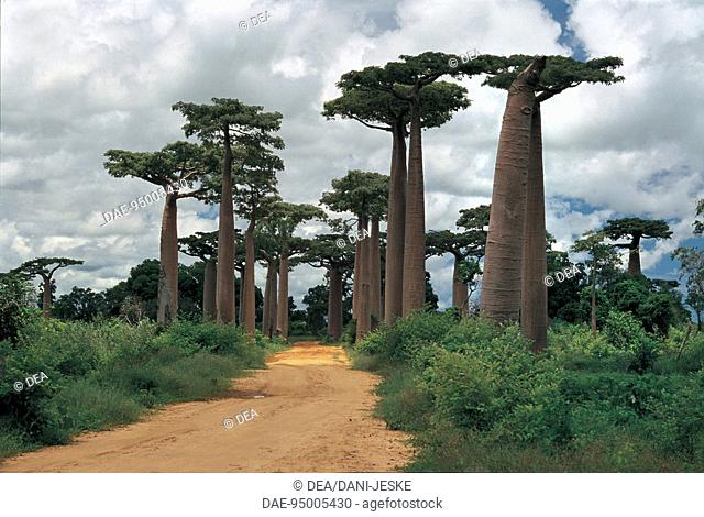 Madagascar. Avenue of baobabs, Morondava