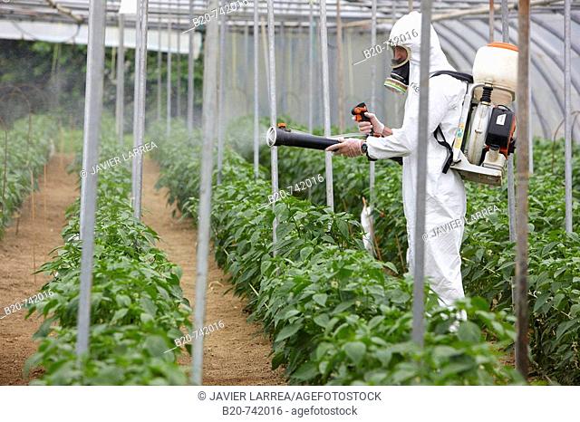 Applying plant protection products, pepper culture, greenhouses, Neiker-Tecnalia, Institute for Agricultural Research and Development, Derio, Biscay