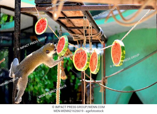 Monkeys at the zoo of the Black Sea town of Varna (some 430 km to the East of the Bulgarian capital Sofia) eat a special set of meals including frozen bananas...
