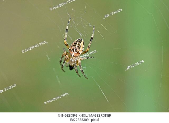 European Garden Spider or Cross Orbweaver (Araneus diadematus)