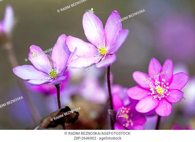 Hepatica nobilis, Kidneywort, Liverleaf or Liverwort blooming in early spring