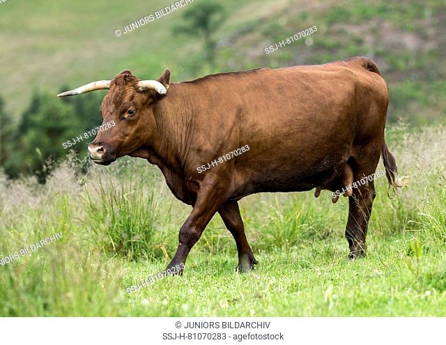 Harzer Rotvieh. Cow walking on a pasture. Germany
