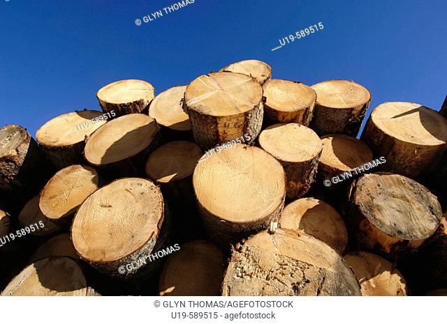 Pile of logs stacked near Gosau to season Salzkammergut Austria