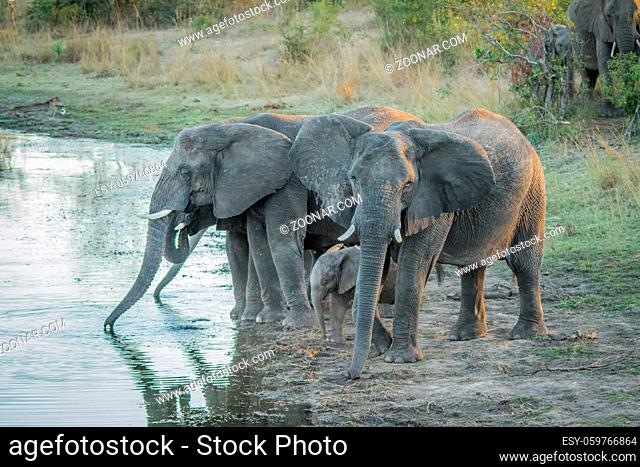 Herd of Elephants drinking in the Kruger National Park, South Africa