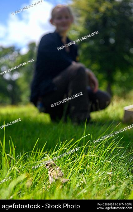 PRODUCTION - 01 August 2023, Saxony-Anhalt, Magdeburg: Emilia Smolarek from the wildlife reintroduction station at Magdeburg Zoo observes a small sparrow that...