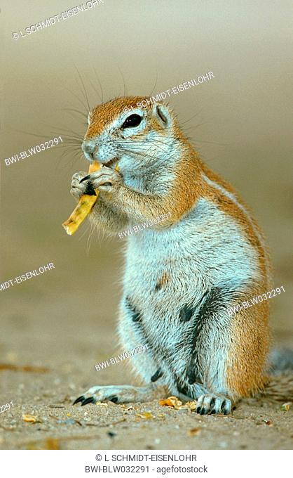 South African ground squirrel, Cape ground squirrel Geosciurus inauris, Xerus inauris, South Africa, Kgalagadi Transfrontier Park