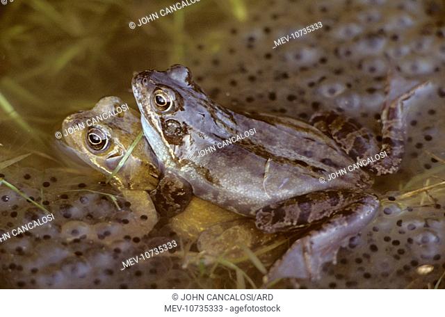 Common Frogs - mating, frogspawn (Rana temporaria)