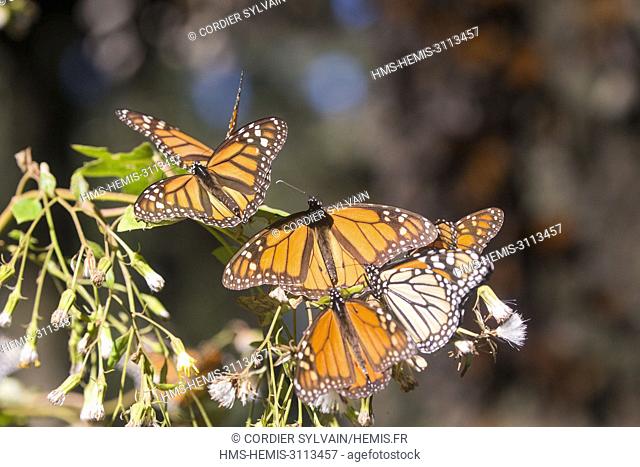 Mexico, State of Michoacan, Angangueo, Monarch Butterfly Biosphere Reserve El Rosario, monarch butterfly (Danaus plexippus)