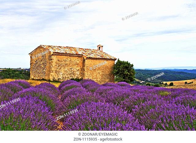 chapel in lavenderfield, Entrevennes, Provence