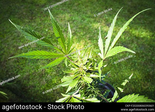 Cannabis sativa, indica, marihuana, hemp, ganja, plant (CTK Photo/Libor Sojka)