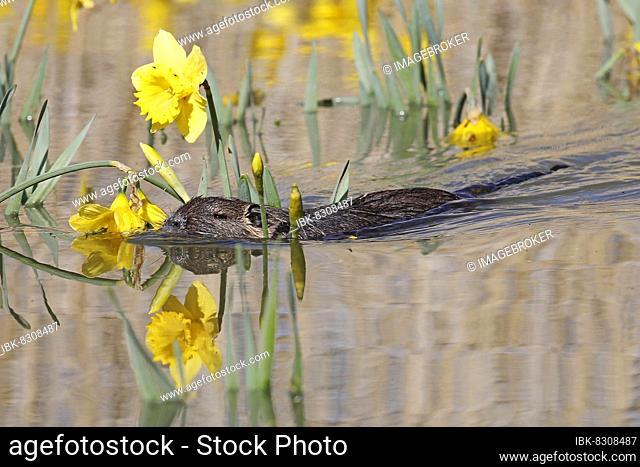 Nutria (Myocastor coypus) swimming through flooded daffodils, Lahn, Wetzlar, Hesse, Germany, Europe