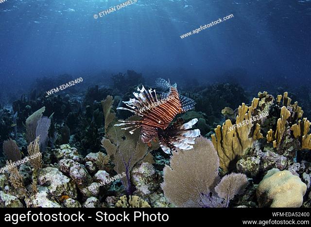 Lionfish hunting in coral reef, Pterois volitans, Turneffe Atoll, Caribbean, Belize