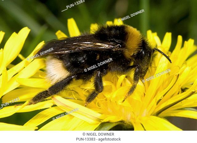 Close-up of a cuckoo bumble bee Bombus sylvestris feeding on a dandelion flower in a Norfolk wood in summer