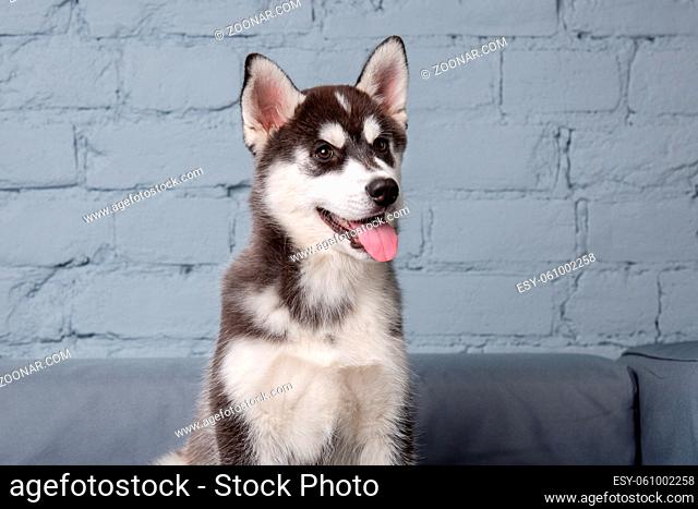 Portrait of young beautiful funny siberian husky dog enjoys on grey textile couch at home. Smiling face of domestic pure bred dog with pointy ears