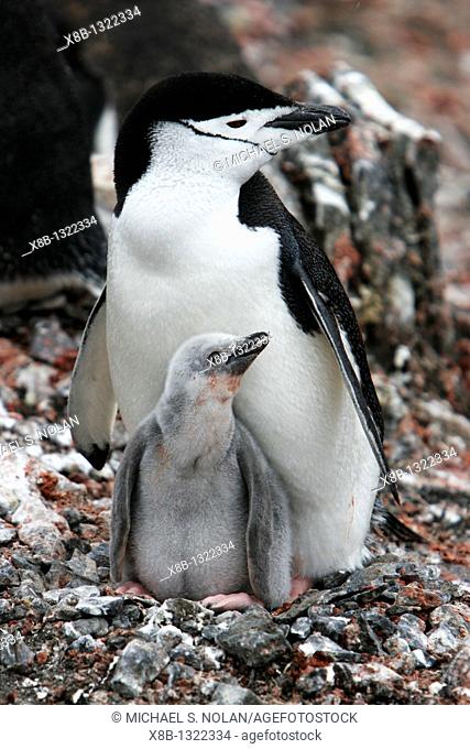 Chinstrap penguin Pygoscelis antarctica parent with downy chick on Deception Island, Antarctic Peninsula