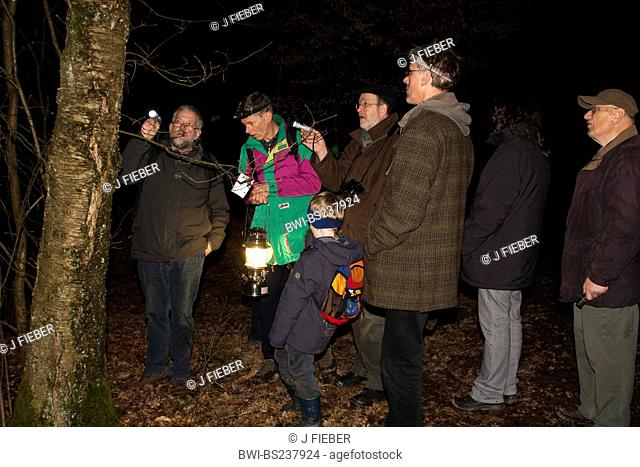 looking at a moth during a group night walk, Germany, North Rhine-Westphalia