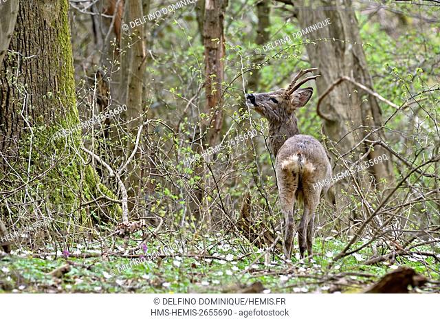 France, Doubs, Brognard, deer stag in the forest in spring feeding on buds