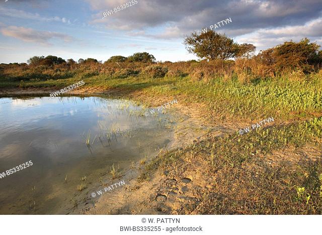 Wet dune grassland in the Westhoek Nature Reserve, Belgium, Zeeland, Westhoek Nature Reserve