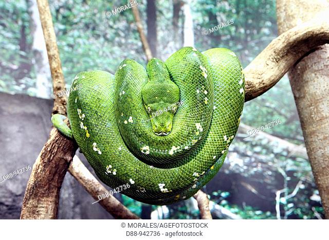 Green tree python (Morelia viridis), Queensland, Australia