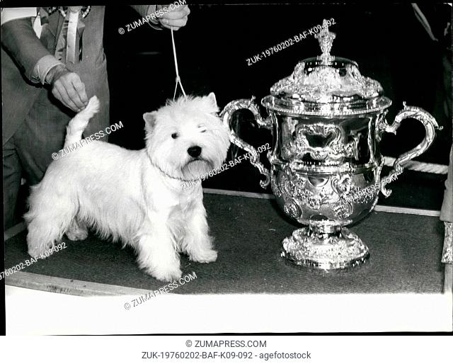 Feb. 02, 1976 - A East Highland Terrier Wins Crufts - A West Highland Terrier by the Name of Bertie Buttons yesterday because the Supreme Champion at Crufts Dog...