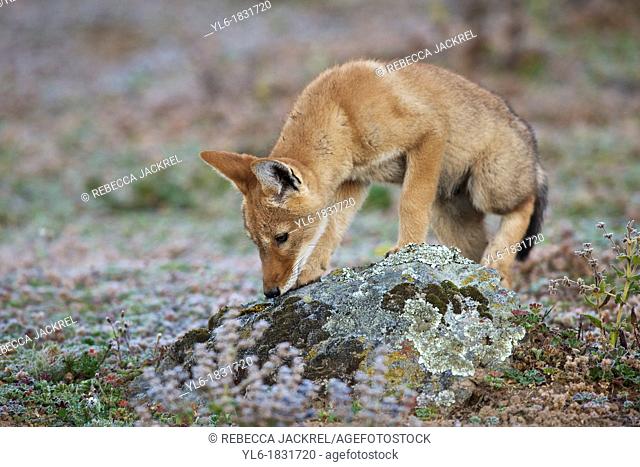 Ethiopian wolf pup sniffing a rock