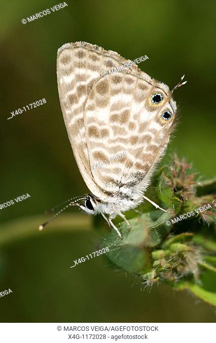 Lang's Short Tailed Blue Leptotes pirithous