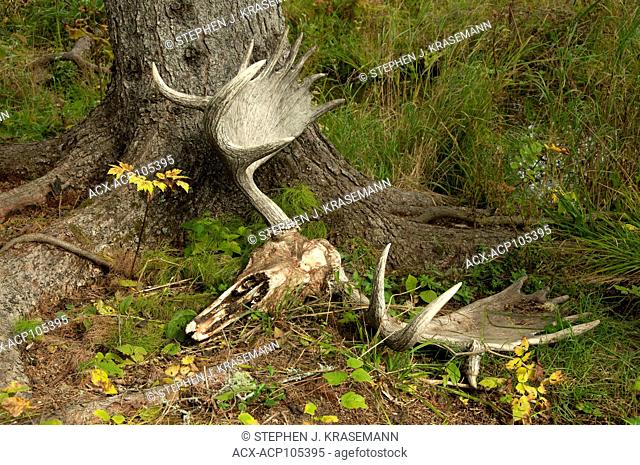 Moose Skull laying on boreal forest floor near Lake Superior, Canada