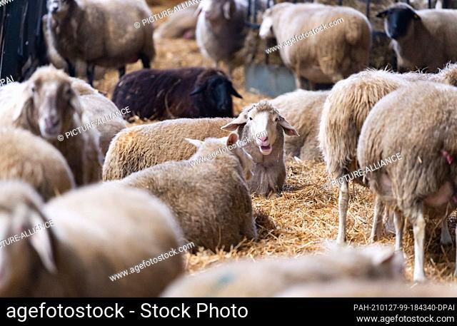 18 January 2021, Lower Saxony, Eimke: Pregnant sheep standing and lying in the straw. 1700 sheep are kept at the Glockenberg sheep farm in the Lüneburg Heath