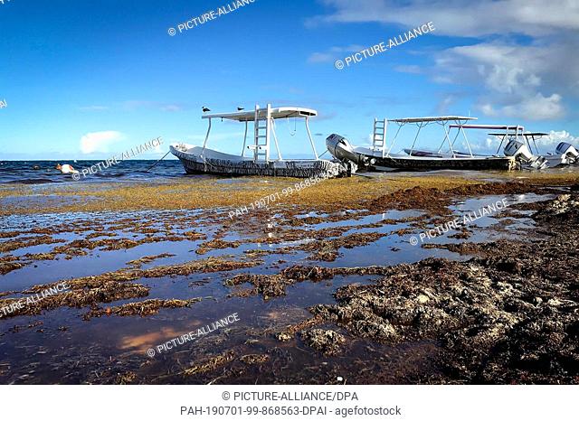 05 June 2019, Mexico, Pureto Morelos: Boats swim over algae at the port of Puerto Morelos. At the moment, many Caribbean tourists miss out on the perfect beach...