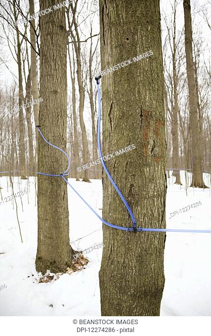 Maple sap tubing on sugar maple at syrup farm; Niagara, Ontario, Canada