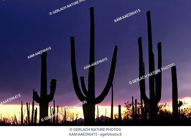 Sunset at Saguaro N.M., AZ Arizona