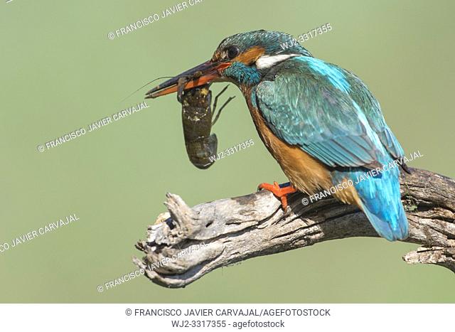 KIngfisher (Alcedo atthis) after catching a crab in the river, Extremadura, Spain
