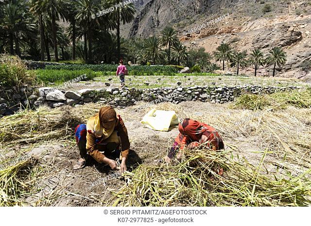 Women working on terraced fields, Al Hajir, Oman