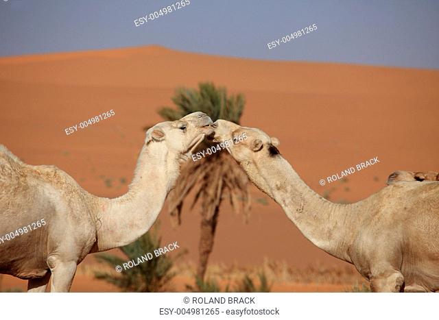 Kamele der Sahara