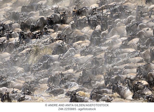 Herd of Wildebeest (Connochaetes taurinus) crossing the Mara River, Serengeti national park, Tanzania