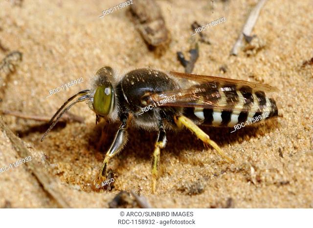 sand wasp, Bembix rostrata