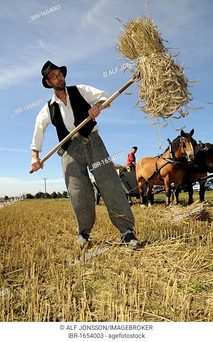 Farmer, nostalgic dress, rising a sheaf, harvest, Slimminge, Skåne, Sweden, Europe