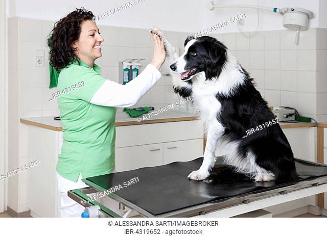 Veterinarian, female vet doing a High Five with dog, Give me Five, Border Collie
