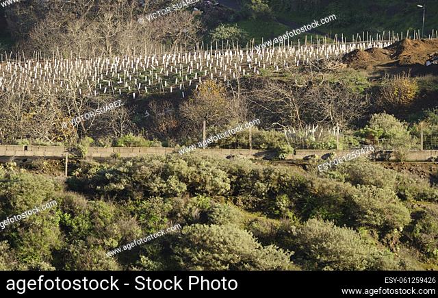 Rural landscape with a crop field. La Chapa. San Mateo. Gran Canaria. Canary Islands. Spain