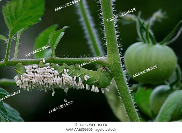 Tobacco Hornworm (Manduca sexta) parasitized by brachonid wasps wasp pupae on body and one dangling larva Philadelphia, PA on tomato plant