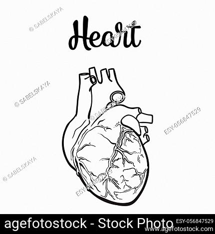 Human Heart Outline Photos and Images | Shutterstock-saigonsouth.com.vn