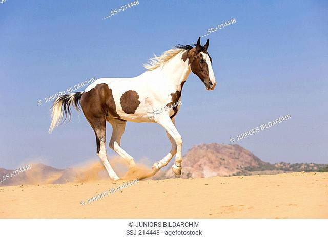 Marwari Horse. Skewbald mare galloping in the desert. Rajasthan, India